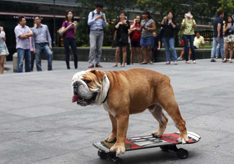 Four-year-old British Bulldog "Bobo" skateboards past office workers during evening rush hour