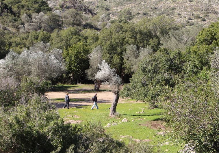 Planting Trees in Memory of the Carmel Disaster Victims Green Israel Jerusalem Post