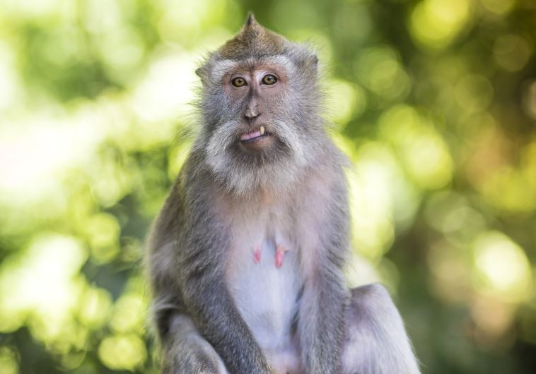 Macaque monkeys descended from Jews, claims Sudanese writer Middle