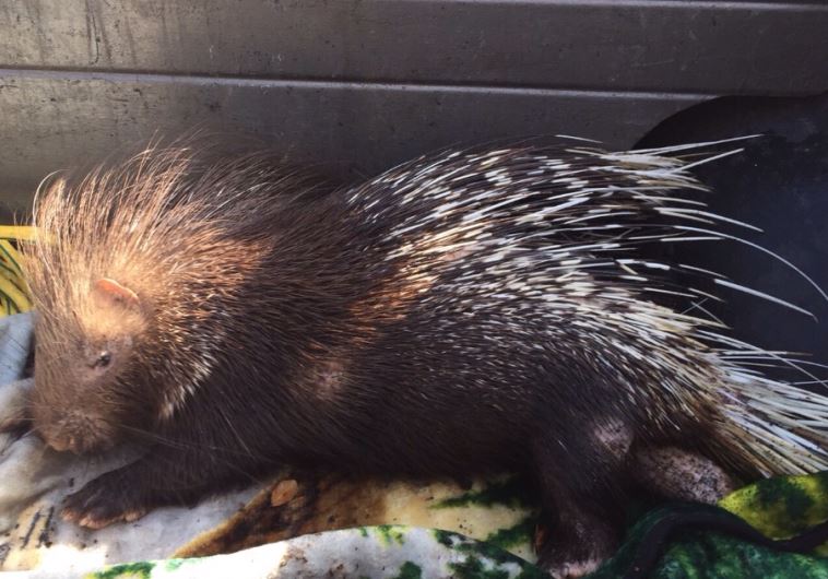 A New Year's Miracle Porcupine hurt in winter storm rescued by Lake Kinneret workers TRENDING