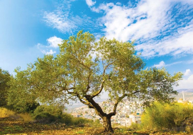 Offering an olive branch Magazine Jerusalem Post