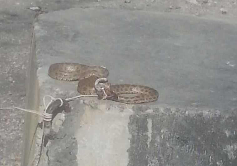 viper security barrier