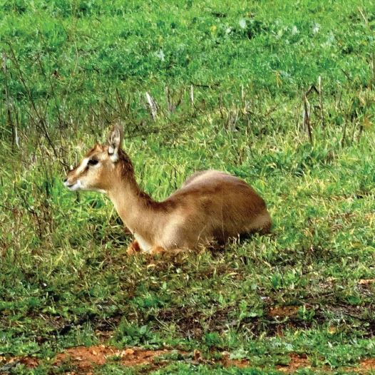 The Gazelle Valley