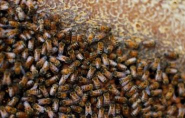 Honey bees in Israel
