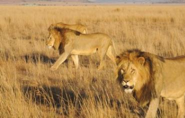 Lions roam in the Nambiti Private Game Reserve.