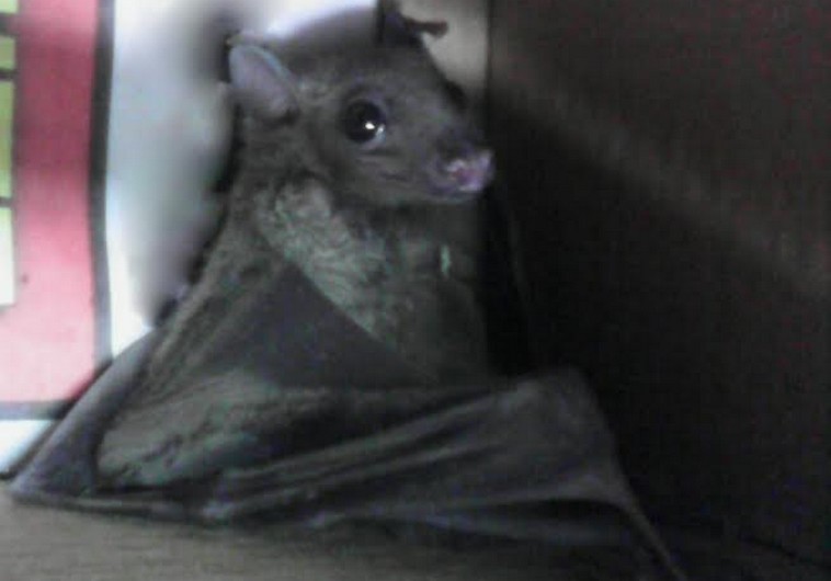 Baby fruit bat saved by Magen David Adom paramedics