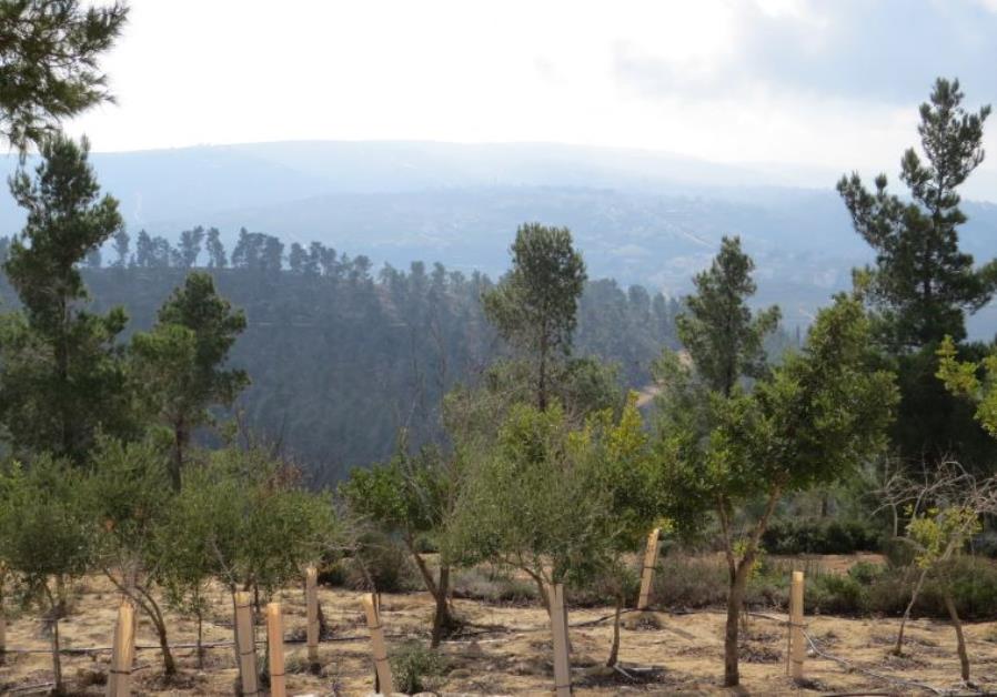 Planting Trees for Ezra Schwartz - Green Israel - Jerusalem Post
