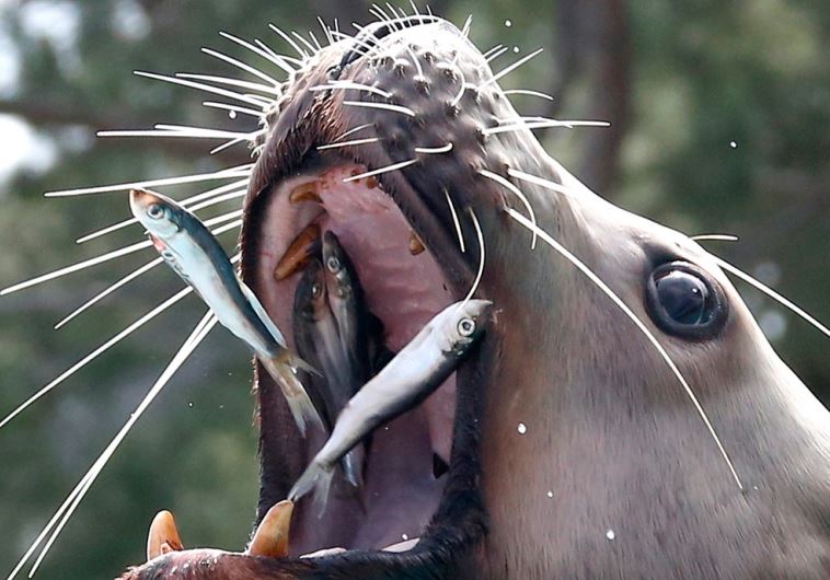 A sea lion eats fish