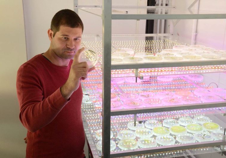 TAU's Dr. Iftach Yacoby and his algae