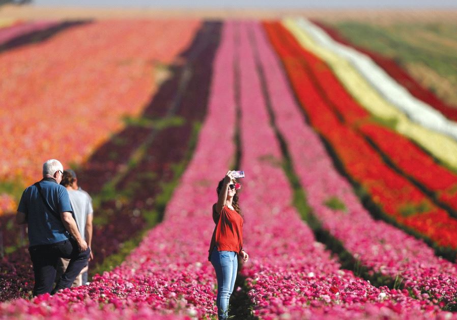 WOMAN takes a selfie in a buttercup field near Kibbutz Nir Yitzhak, outside the Gaza Strip (Reuters)