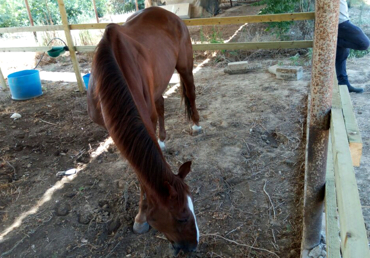 Special operation brings battered horse home to Israel from Gaza