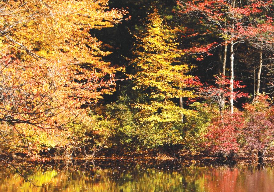 Walden Pond in Concord