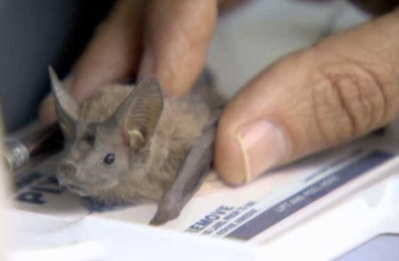 Israeli research on bats alters concept of mammal hibernation. (photo credit: screenshot)