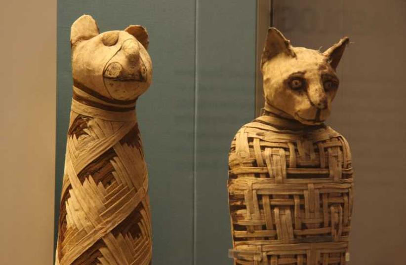 Egypt mummies of animals (photo credit: Wikimedia Commons)