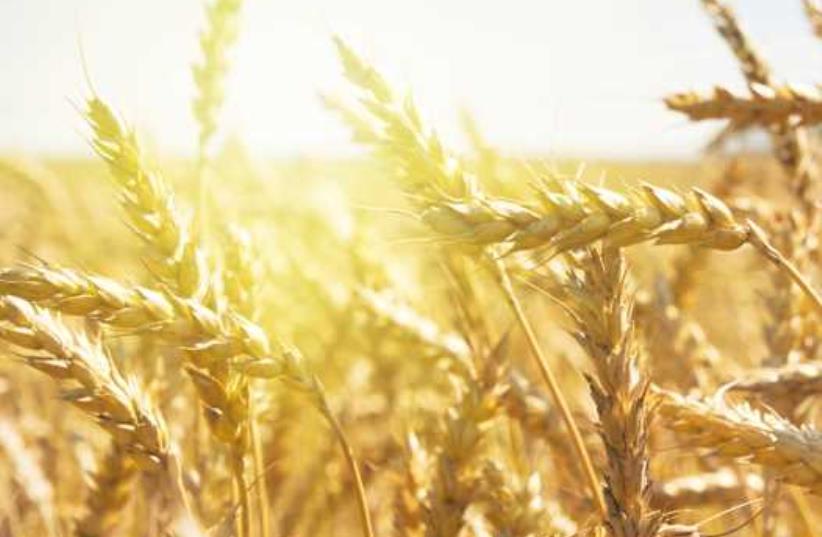 Grain field (photo credit: INGIMAGE)