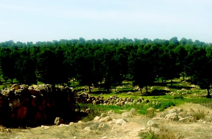 La forêt de Yatir (photo credit: MEITAL SHARABI)