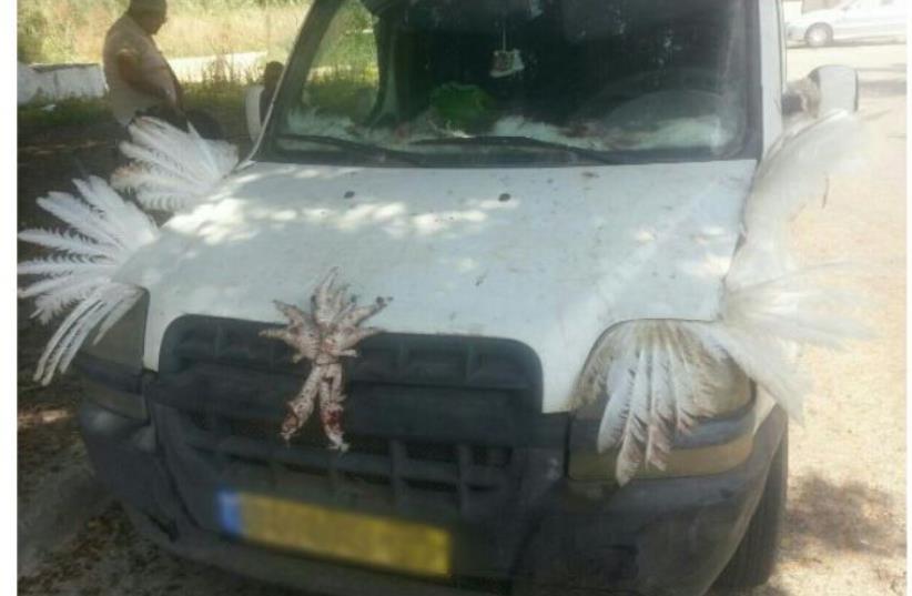 Car covered in chicken parts and feathers stopped by police‏ (photo credit: ISRAEL POLICE)