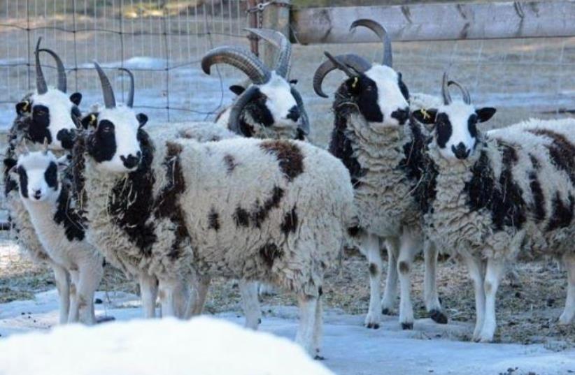 Jacob Sheep (photo credit: FRIENDS OF THE JACOB SHEEP)