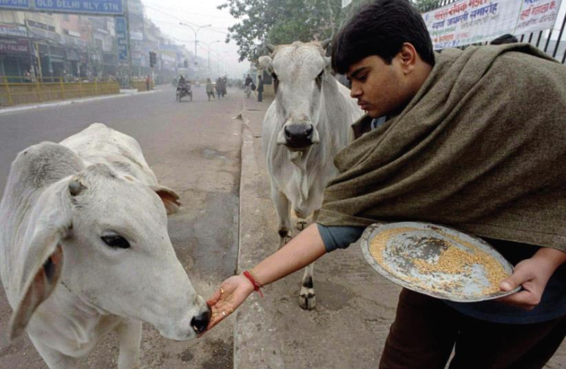 Sacred cows (photo credit: KAMAL KISHORE/REUTERS)