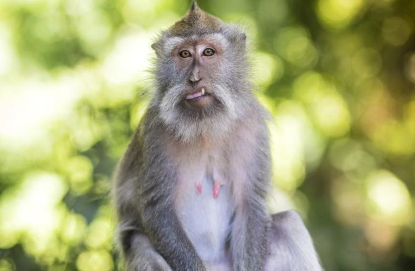 Successful trial in monkeys vaccinated for coronavirus – Chinese report
