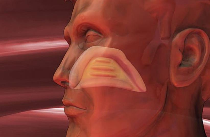 Ear, nose, and throat (Illustration) (photo credit: TNS)