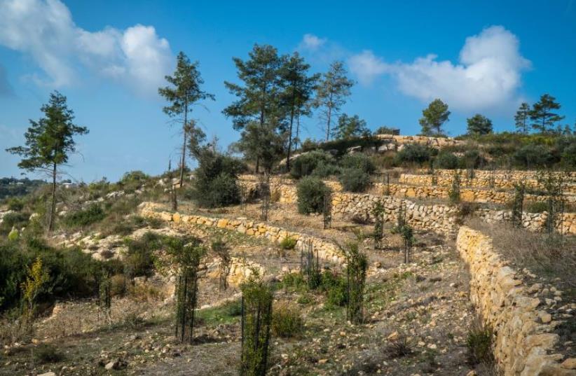 The newly-restored 2,000-year-old terraces in the Carmel forest (photo credit: Courtesy)