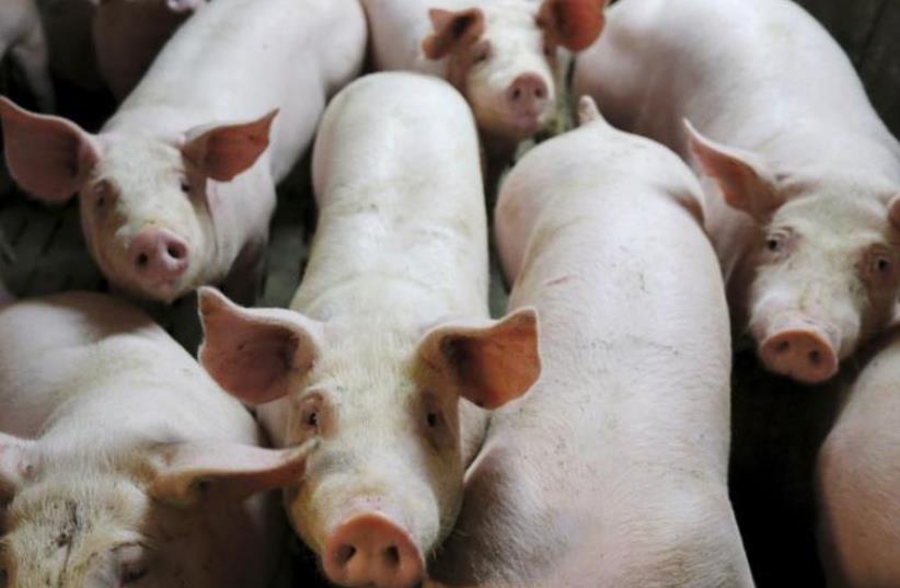 Pigs. (photo credit: REUTERS)
