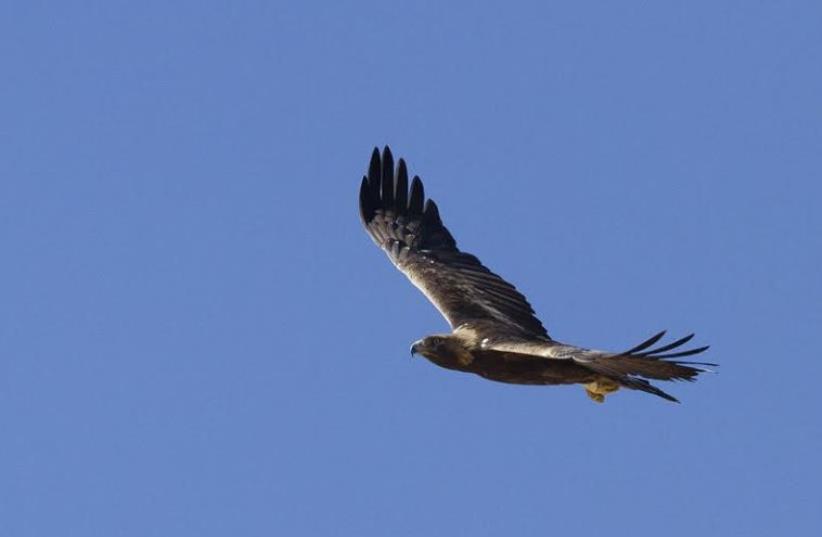 Golden eagle. (photo credit: YOAV PERLMAN)