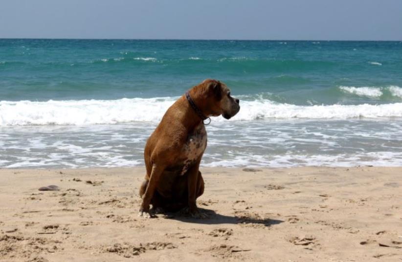 Dog at Palmahim Beach  (photo credit: DOV GREENBLAT)