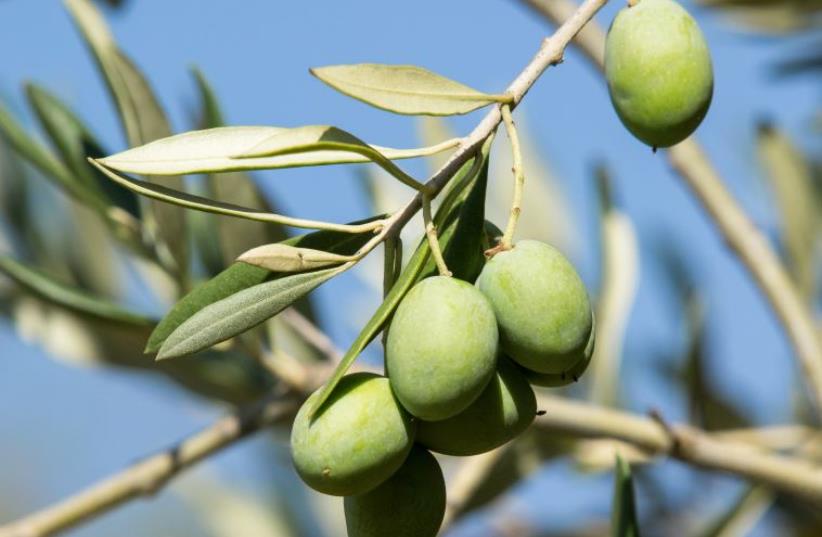 Olive tree (photo credit: ING IMAGE/ASAP)