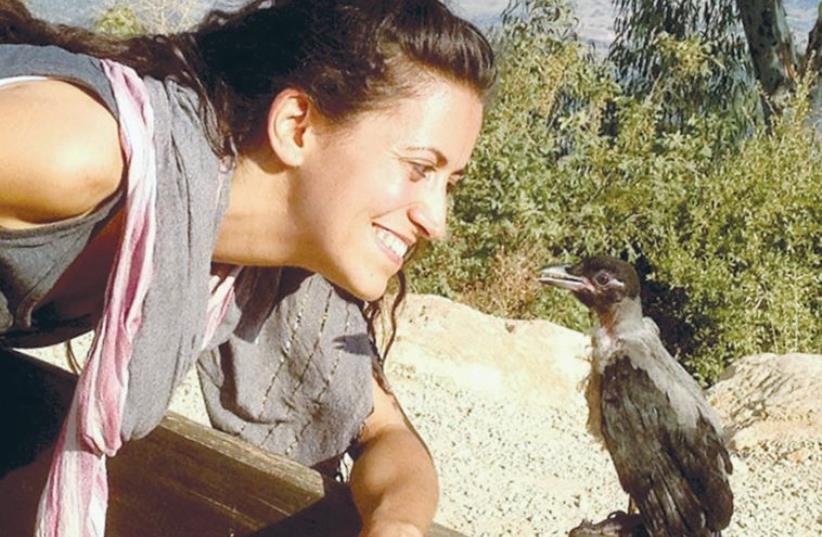 ORIT BARUCH, founder of Ohev Orev, looks at Oscar, the first crow she rehabilitated. (photo credit: ARIK TAL)