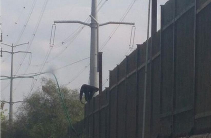 Monkey escapes zoo (photo credit: COURTESY ISRAEL POLICE)