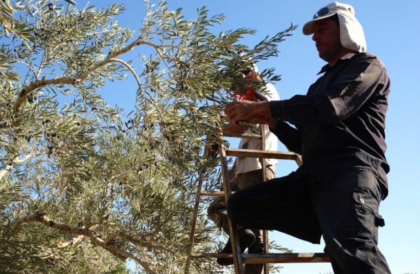 A member of the Ali family stands on a ladder to reach the olives in the uppermost echelons of a tree (photo credit: SHAINA SHEALY)
