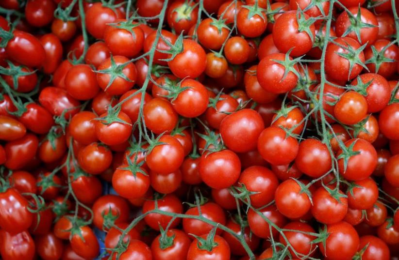 Tomatoes (photo credit: REUTERS)