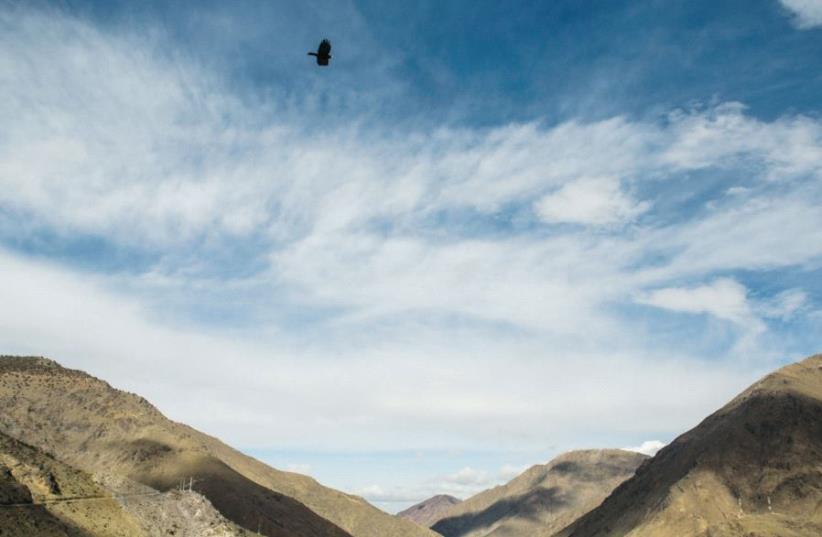 A bird flies over the Atlas Mountains (photo credit: SARAH LEVI)