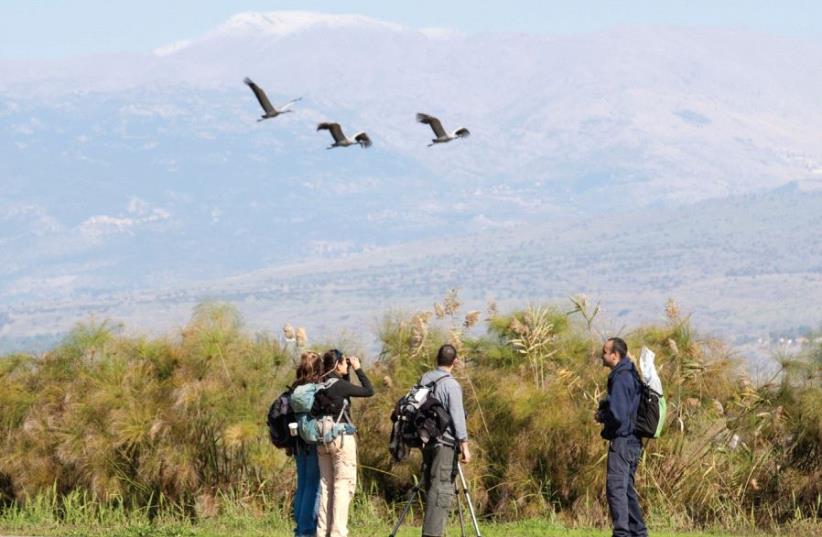 Hula Valley: Watching cranes fly above: Watching cranes fly above (photo credit: ITAMAR GRINBERG/INFO.GOISRAEL.COM)