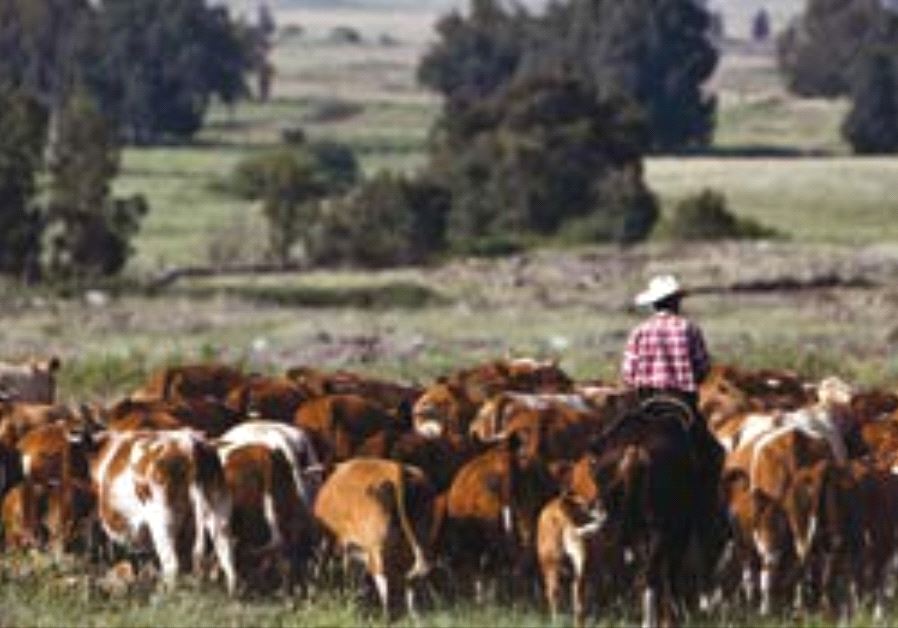 AN ISRAELI COWBOY tends cattle on a ranch just outside Moshav Yonatan, two kilometers south of the Syrian border in the Golan Heights, in 2013. (photo credit: REUTERS)
