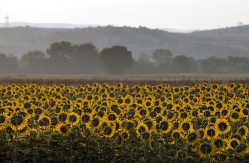 A sunflower field  (photo credit: REUTERS)