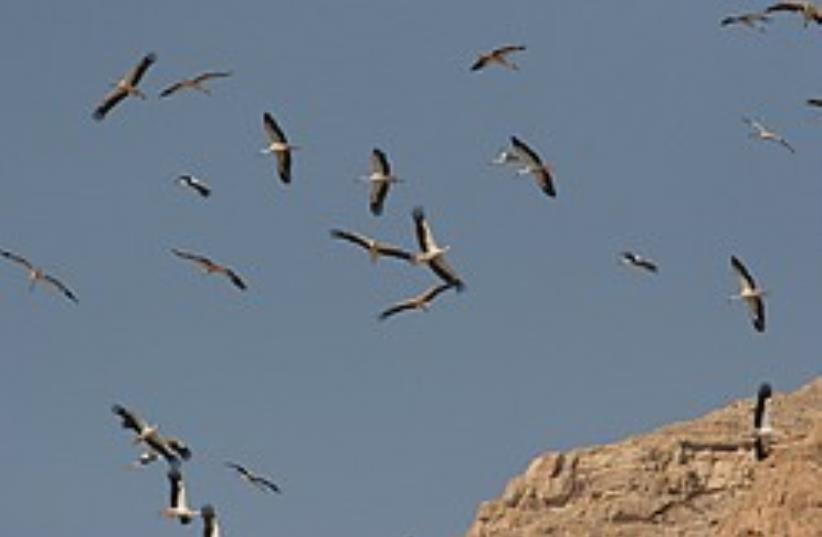 Storks migrate over the desert. (photo credit: Photo: Courtesy International Center for Bird Migr)