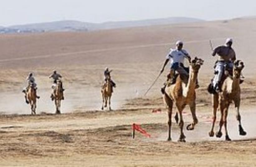 Camel Racing 311 (photo credit: Ariel Jerozolimski)