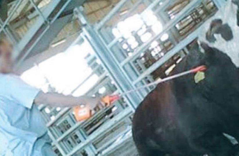 Cow being electrocuted at Tnuva slaughterhouse (photo credit: FACEBOOK)