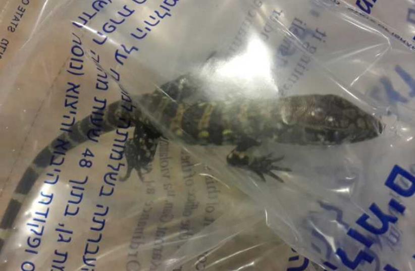  Rare lizards confiscated at Ben-Gurion Airport (photo credit: ADI KRINGEL)