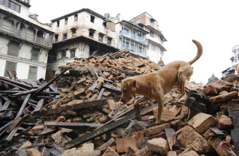 A rescue dog belonging to the German group of ISAR (International Search And Rescue) searches the rubble in downtown Kathmandu, Nepal, April 28, 2015. (photo credit: REUTERS)