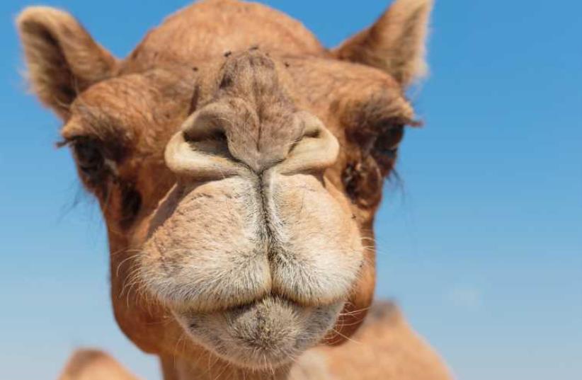 Camel in the desert (photo credit: INGIMAGE)