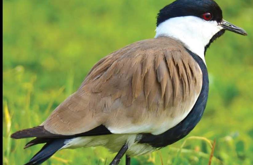 Spur-winged lapwing, (photo credit: ITSIK MAROM)