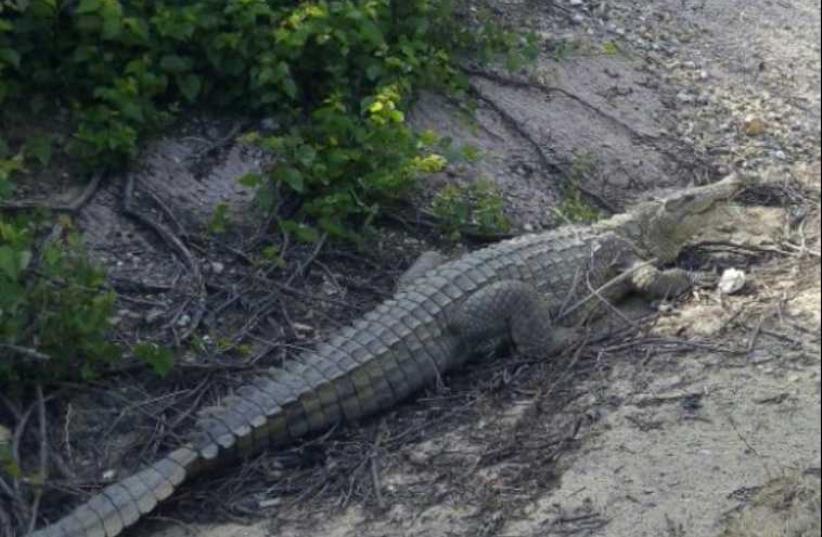 A crocodile spotted in the northern moshav of Beit Hanania (photo credit: ISRAEL POLICE)