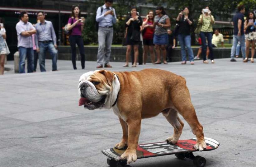 Four-year-old British Bulldog "Bobo" skateboards past office workers during evening rush hour at Singapore's central business district (photo credit: REUTERS)
