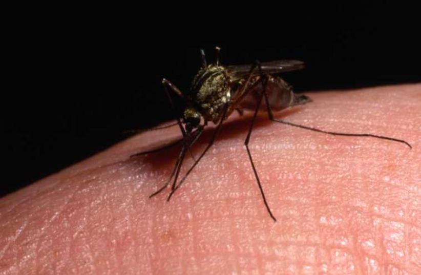 Mosquito (illustrative). (photo credit: ING IMAGE/ASAP)