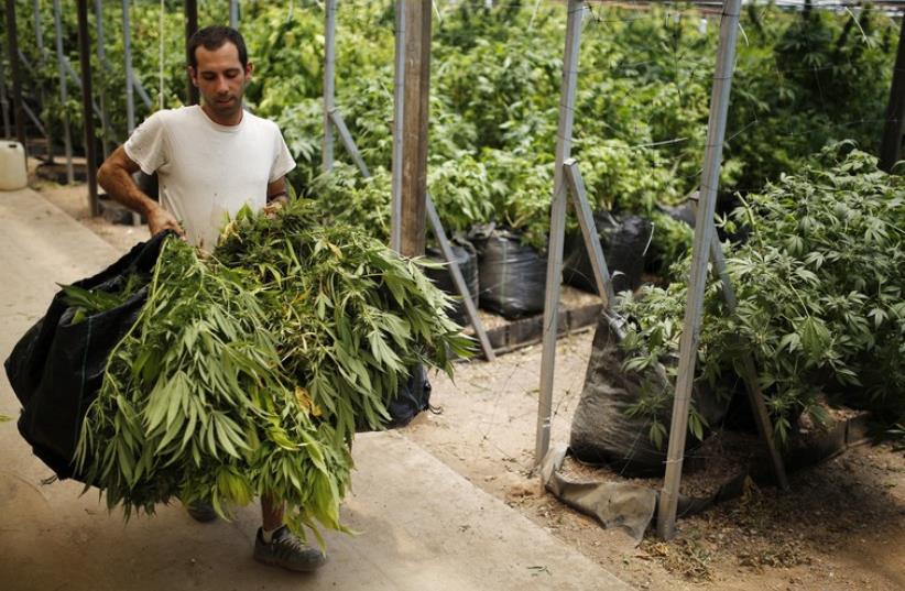 A worker carries sacks of newly harvested cannabis plants at a plantation near Nazareth (photo credit: REUTERS)