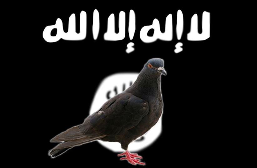 ISIS pigeon (photo credit: ING IMAGE/ASAP,JPOST STAFF)
